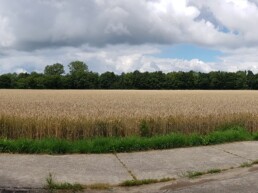 Micarna-2